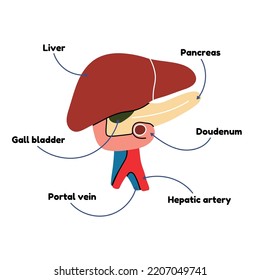 Anatomical diagram of liver, scheme of human internal organ in flat line. Vector cartoon illustration, medicine, biology, physiology. Health, body, formation, structure, gallbladder, digestion, system