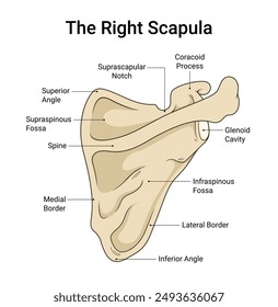 Anatomical Diagram of Right Scapula