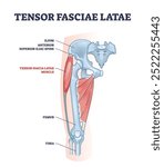 An anatomical diagram showing the Tensor Fasciae Latae muscle and its location on the hip and thigh, highlighting key skeletal structures, diagram.