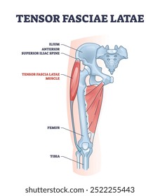 Um diagrama anatômico mostrando o músculo Tensor Fasciae Latae e sua localização no quadril e na coxa, destacando as principais estruturas esqueléticas, diagrama.