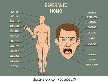 Anatomical diagram for the study of the language Esperanto. The human body, a human head. 