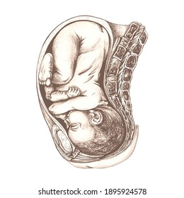 dibujo anatómico de un bebé en el útero, ilustración gráfica en marrón, dibujo a mano, imagen detallada de los órganos de una mujer embarazada