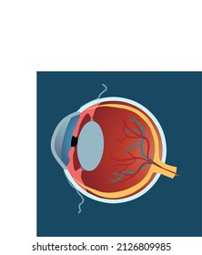 Anatomical Drawing Of The Eye With A Side View In 2D Which Shows The Inside Of The Eye With Empty Space Suitable For Illustration Media For All Ages