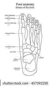 Anatomical drawing of the foot