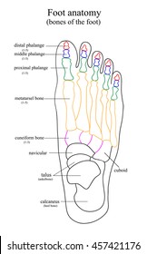 Anatomical drawing of the foot