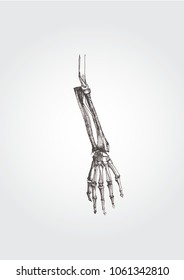 Anatomical drawing of a part of a hand bone
