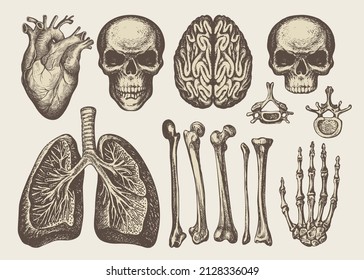 Dibujos anatómicos de cráneos humanos, huesos, articulaciones, corazón, pulmones y cerebro en estilo retro. Conjunto de vectores de órganos internos dibujados a mano y partes del esqueleto humano. Elementos de diseño para afiches médicos