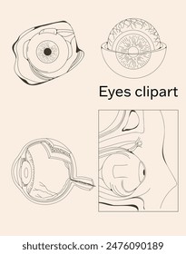 Clipart ocular anatómico para materiales educativos
Vector de alta calidad Clipart de un ojo anatómico. Este dibujo detallado y preciso es ideal para su uso en conferencias, guías de estudio y notas de anatomía.