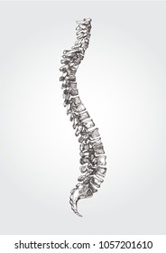 Anatomical figure of the spine