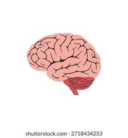 Ilustración vectorial anatómica plana de un cerebro humano sano que muestra la estructura cerebral.