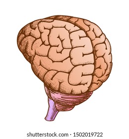 Anatomical Head Organ Human Brain Vintage Vector. Medical Anatomy Anthropic Brain Concept. Intellect, Memory And Think Organism People Element Designed In Retro Style Color Illustration