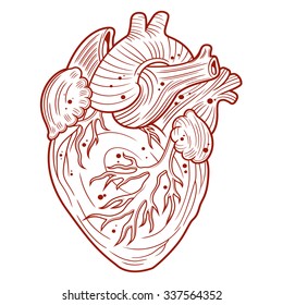 anatomical heart