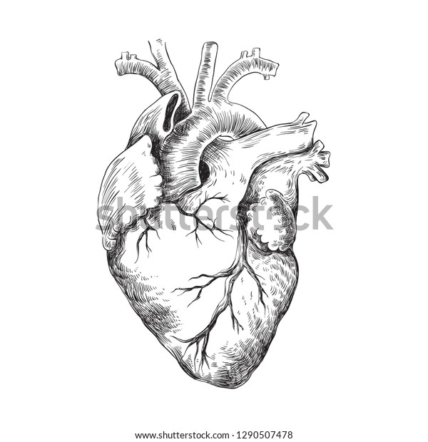 解剖学的な心臓の白黒イラスト のベクター画像素材 ロイヤリティフリー