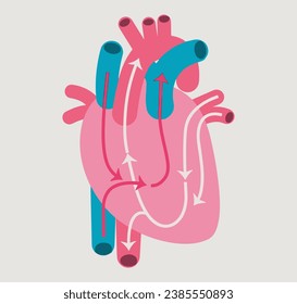 Corazón anatómico con flechas de circulación. Esquema descriptivo. Ilustración vectorial. Fondo beige