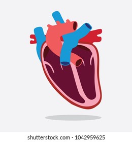 anatomical heart cut in half vector