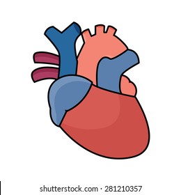 Anatomical Heart - Flat Graphic