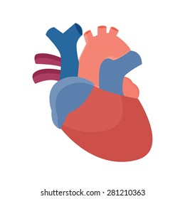 Anatomical Heart - Flat Graphic