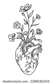 Anatomical heart  