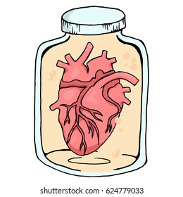 Anatomical Heart In A Glass Jar. Vector  Of A Bank With A Human Heart. Hand Drawn Anatomical Heart In The Jar.