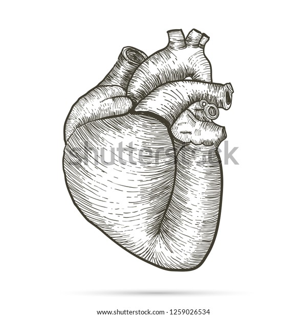 hand drawn anatomical heart