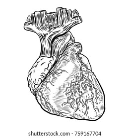 Anatomical heart. Hand drawn flash tattoo concept of anatomy heart. Valentine's day card design element. Vector.