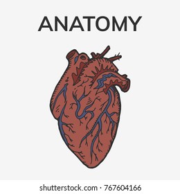 Anatomical heart hand drawn vector stock illustration