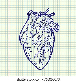 Anatomical heart hand drawn vector stock illustration