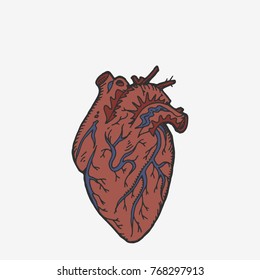 Anatomical heart hand drawn vector stock illustration