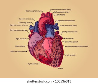 Diagram Of The Human Heart Images Stock Photos Vectors