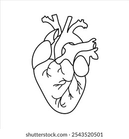 coração anatômico contorno vetor desenho ilustração isolado fundo branco