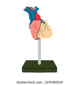 Corazón anatómico en línea plana simple. Modelo vectorial de órgano muscular humano en stand, ilustración de medicina y biología. Fisiología, estructura, flujo sanguíneo, bombeo de sangre, salud.
