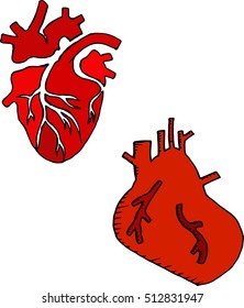Anatomical heart. Vector illustration of the human heart. Hand drawn set human hearts. For cardiology or medical design.