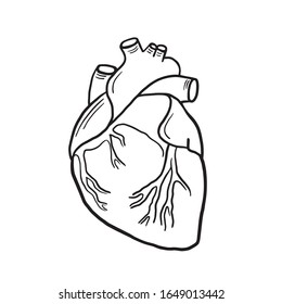Anatomical heart. Vector linear illustration of a heart. Anatomical illustration. Freehand drawing in cartoon style.