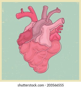 anatomical hearth illustration