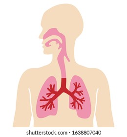 Anatomical Human Body Diagram Respiratory System Stock Vector (Royalty ...