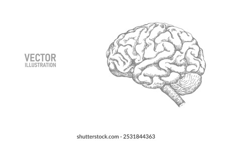 Desenho anatômico do cérebro humano. Conceito de solução de problema de sessão de treinamento. Terapia psicológica e saúde mental. Ilustração de vetor de negócios on-line de educação