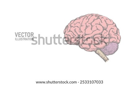 Anatomical human brain line drawing. Coaching session problem solution concept. Psychologist therapy and mental health. Education online business vector illustration