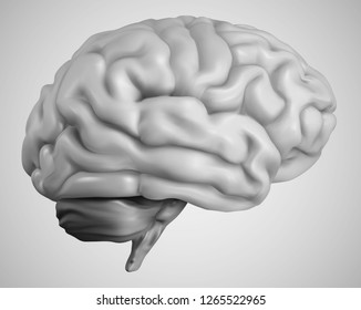 anatomical human brain, mesh vector, scientific article design and medical booklet