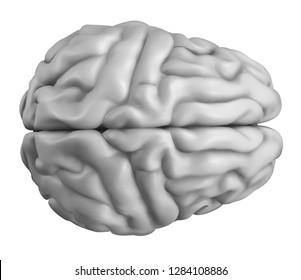 anatomical human brain, mesh vector, scientific article design and medical booklet