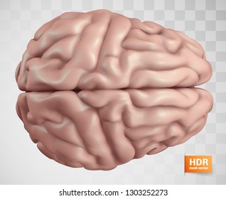 anatomical human brain, mesh vector, scientific article design for medical booklet