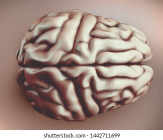 anatomical human brain, mesh vector, scientific article design and medical booklet