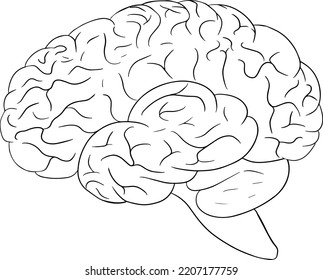 Icono de la línea vector del cerebro humano anatómico. Interno dibujado a mano