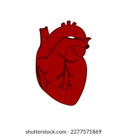 Anatomical human heart with aorta, veins isolated on white background.