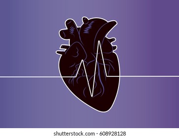 Anatomical human heart with heart beat rate symbol. Heart with pulse graph.