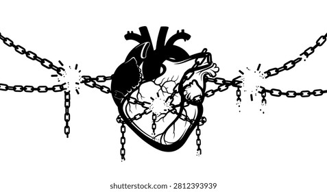 An anatomical human heart