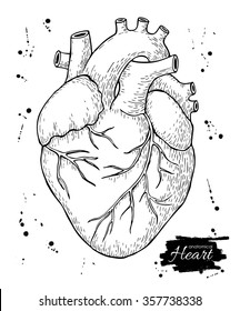 Anatomical human heart. Engraved detailed illustration. Hand drawn