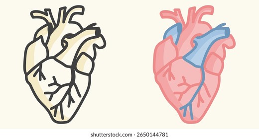 Anatomical human heart illustrations in flat vector style for science, education, and medical design projects. Includes both line art and full-color version highlighting arteries and veins.