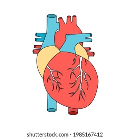 Anatomical Human Heart Internal Muscular Organ Stock Vector (Royalty ...