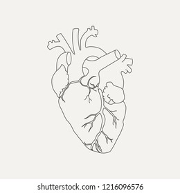 Anatomical human heart in linear style isolated on white background. Vector illustration