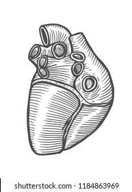 Anatomical Human Heart - Sketch Isolated On White Background. Hand Drawn Sketch In Vintage Engraving Style. Vector Illustration